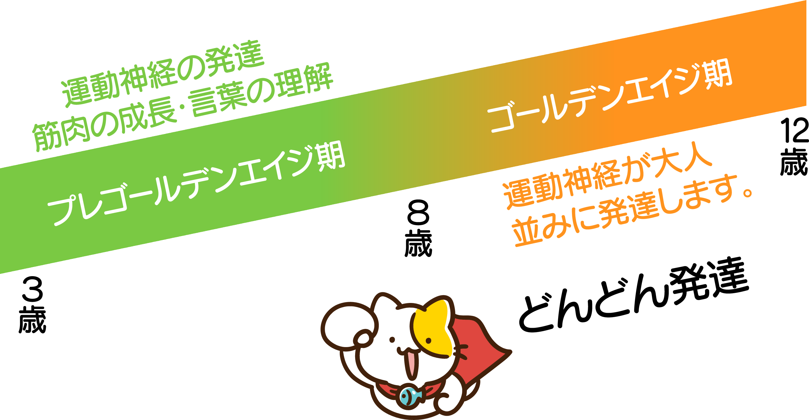 運動神経の発達と筋肉の成長は3〜8歳（プレゴールデンエイジ期）で進み、8〜12歳（ゴールデンエイジ期）では大人並みに発達。